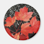 Red Maple Leaves Magnets