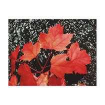 Red Maple Leaves Post Cards