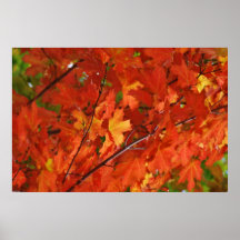 Red Maple Leaves Posters