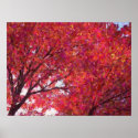 Red Maple Print