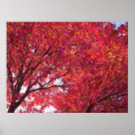 Red Maple Print