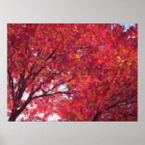 Red Maple Print