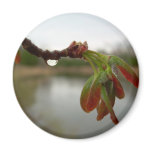 Red Maple Seed Pods at Dawn magnets