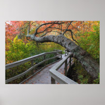 Red Maple Swamp Boardwalk Cape Cod Posters