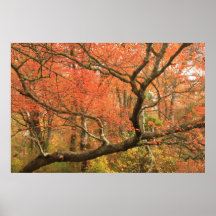 Red Maple Swamp Cape Cod National Seashore 2 Print