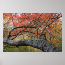 Red Maple Swamp Cape Cod National Seashore Posters