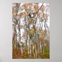 Red Maple Swamp Grove Cape Cod National Seashore Poster