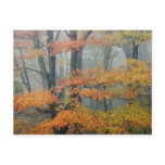 Red Maple tree, Acer rubrum, portrait in foggy postcards