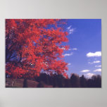 Red Maples and Blue Skies Print