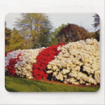 Red Mass of azalea bushes beautifies grounds flowe Mousepads