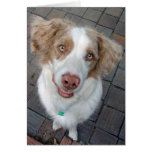Red Merle Australian Shepherd Cards