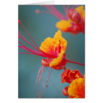 Red Mexican Bird of Paradise Greeting Card