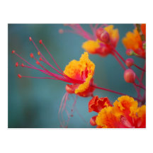 Red Mexican Bird of Paradise Post Card