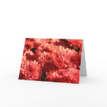 Red Mums in Public Garden Cards