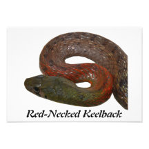 Red-Necked Keelback Custom Invite