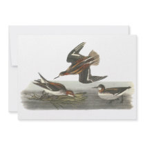 Red-necked Phalarope, John Audubon