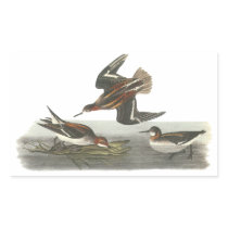 Red-necked Phalarope, John Audubon
