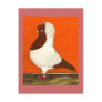 Red Nun Pigeon Post Cards