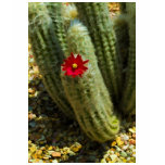 Red On Cactus t-shirts