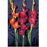 Red, orange and scarlet gladiolus photo sculptures