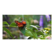 Red Orange Monarch Butterfly Danaus plexippus Photo Card Template