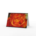 Red Orange Rose cards