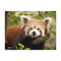 red-panda-007