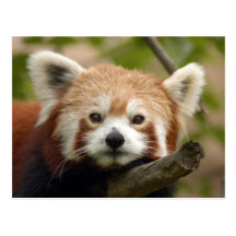 red-panda-010 post cards