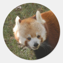 red-panda-015 round sticker