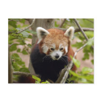 red-panda-023