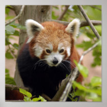 red-panda-023