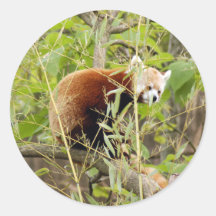 red-panda-025 round stickers
