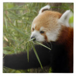 red-panda-031 ceramic tiles