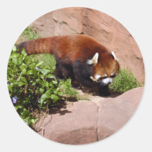 red-panda-050 round sticker