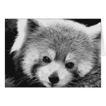 Red Panda #1-Greeting card