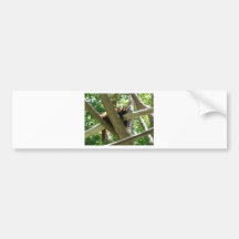 red panda,3 bumper sticker