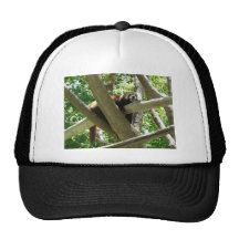 red panda,3 mesh hats