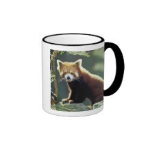Red Panda Ailurus fulgens) Coffee Mugs