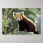 Red Panda Ailurus fulgens) posters
