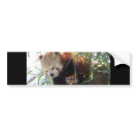 Red Panda bumper stickers