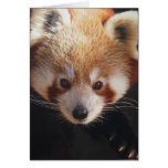 red panda cards