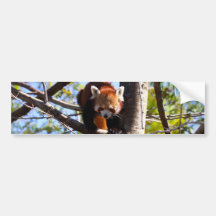 Red Panda climbing down tree Bumper Sticker