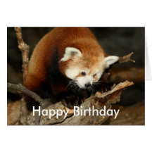 Red Panda Greeting Card