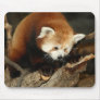 Red Panda