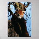 Red panda perch posters