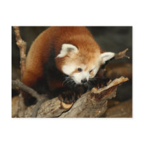 Red Panda