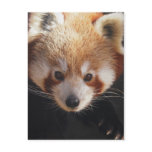 red panda postcards