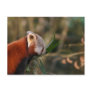 Red Panda Postcard