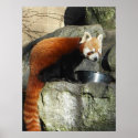 Red Panda posters