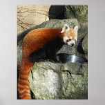 Red Panda Print